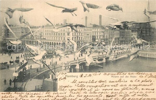 Hamburg Möwen auf der Alster