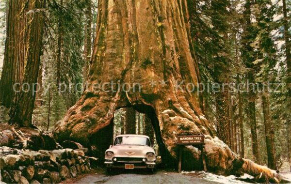 Baeume Trees Yosemite National Park California Wawon
