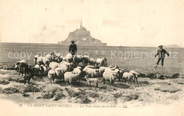 Schafe Mont Saint-Michel Sales des Greves