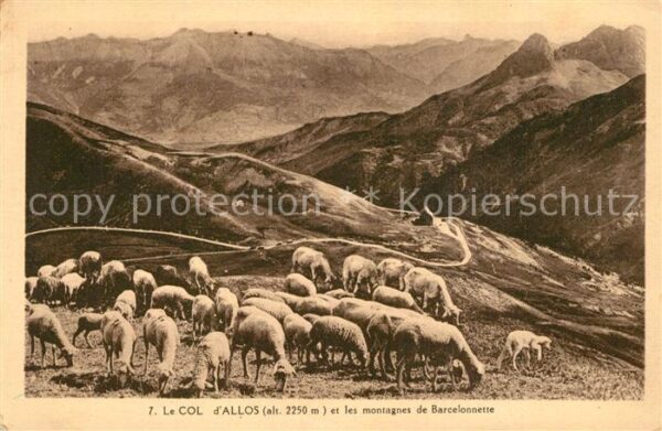 Schafe Col d_Allos Montagnes de Barcelonnette