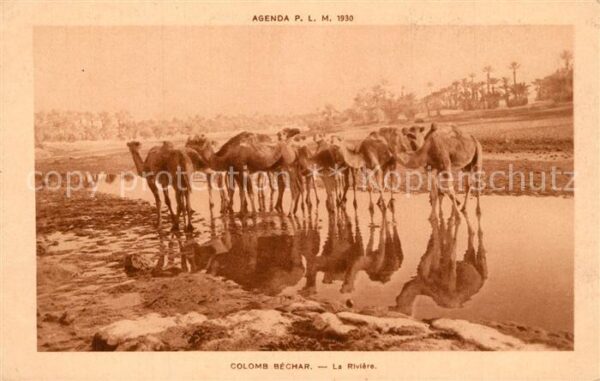 Kamel  Camel Chameau Colomb Bechar Riviere