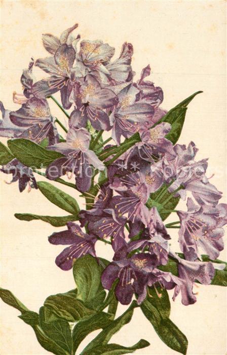 Blumen Verlag-Photochromie-Nr. 1336
