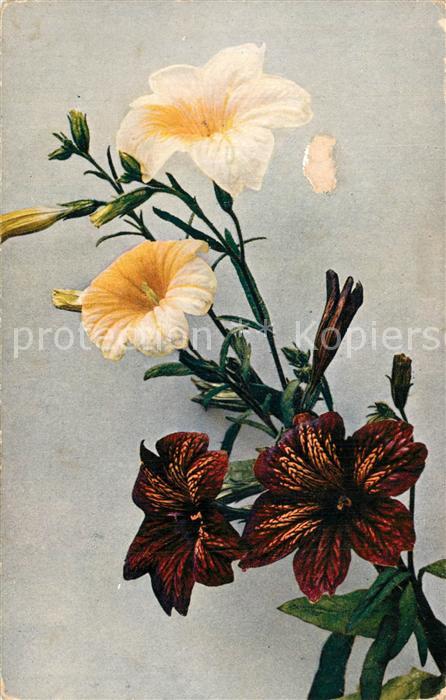 Blumen Trompetenzunge