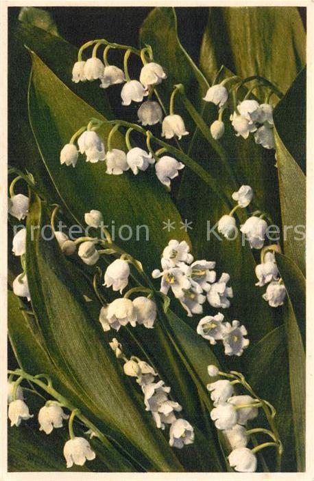 Maigl?ckchen Convallaria majalis