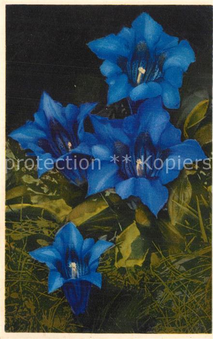 Blumen Grossbl?tiger Enzian
