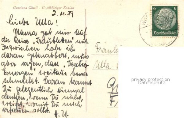 Blumen Grossbl?tiger Enzian – Bild 2