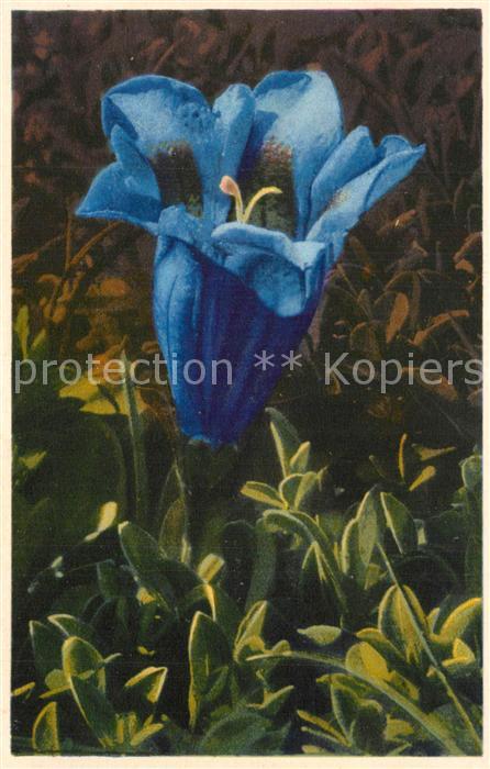 Blumen Keulen-Enzian