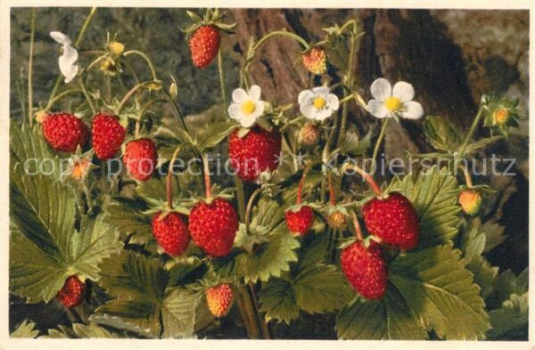 Obst Walderdbeere Fragaria vesca