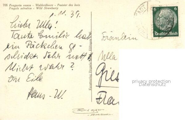 Obst Walderdbeere Fragaria vesca – Bild 2