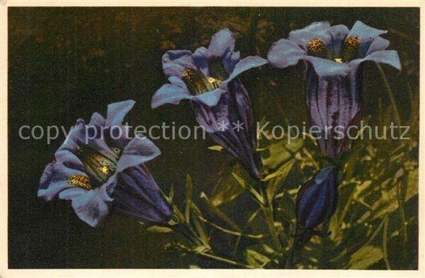 Blumen Kochscher Enzian