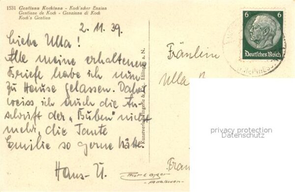 Blumen Kochscher Enzian – Bild 2