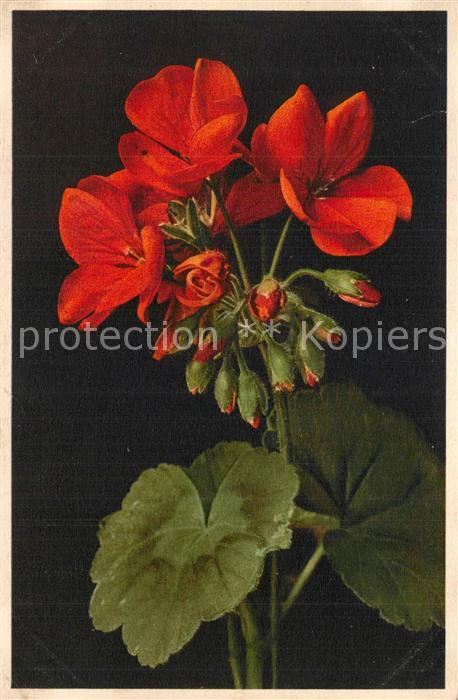 Blumen Geranium