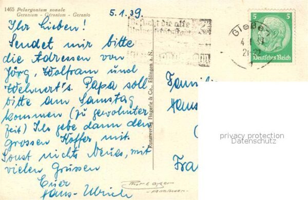 Blumen Geranium – Bild 2