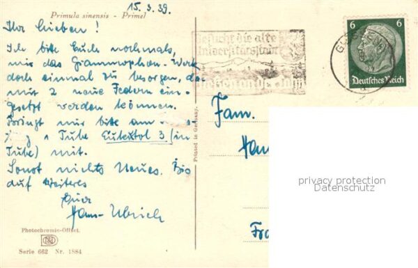 Blumen Primel – Bild 2