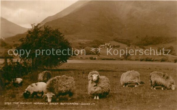 Schafe Ancient Herdwick Sheep Buttermere