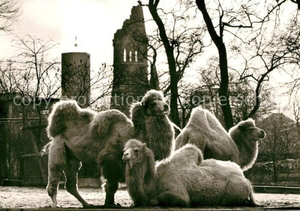 Berlin Zoologischer Garten Gedächniskirche Dro