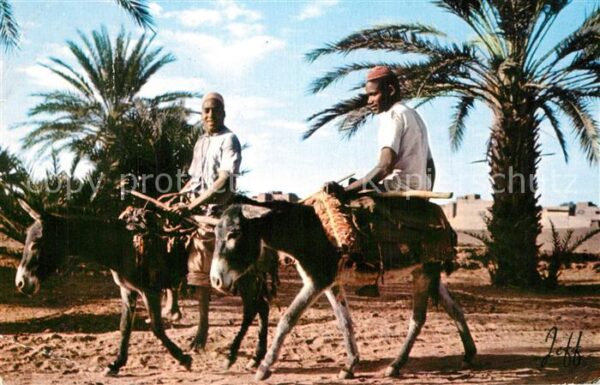 Maroc Marokko Palmeraie de Zagora