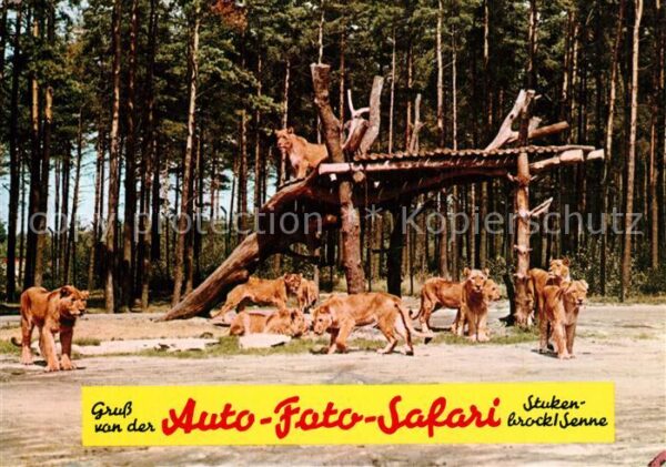 Stukenbrock 20 Jahre Hollywoodpark Safariland Löwen