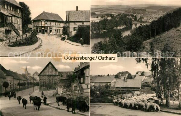 Guentersberge Teilansichten Viehtrieb Kühe Schafherde