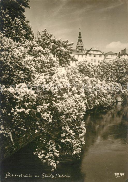 Glatz Niederschlesien Fliederblüte