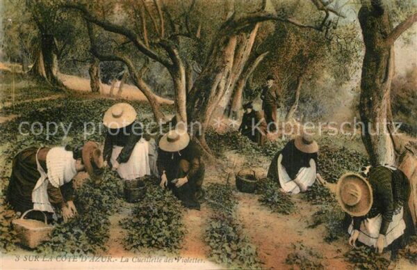 Ernte Landwirtschaft Cueillette des Violettes Cote d_Azur