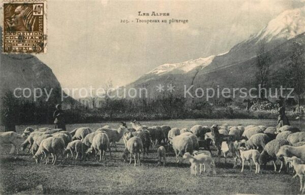 Schafe Troupeaux au Paturage Alpes