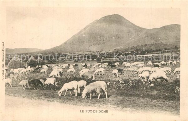 Schafe Puy-de-Dome