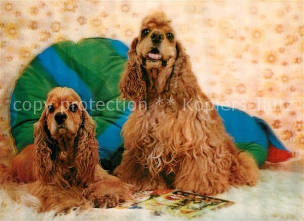 Hunde Cocker Spaniel