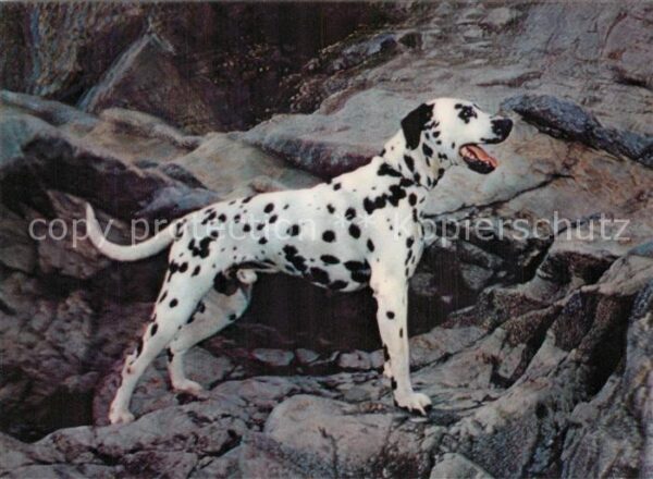 Hunde Dalmatian