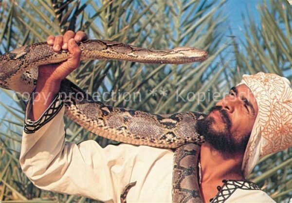 Schlangen Tiere Tozeur Boubaker Python