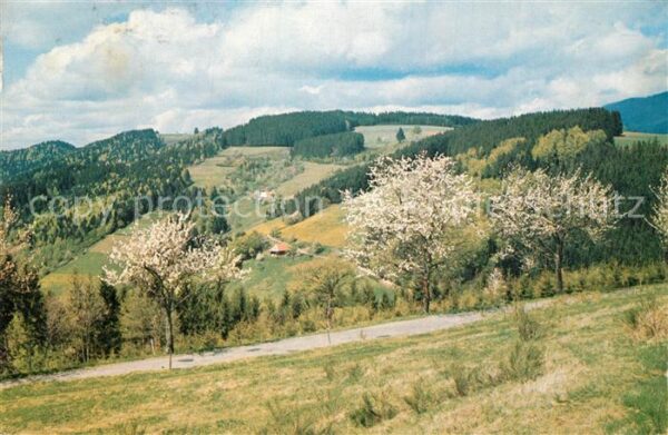 St Peter Schwarzwald Weg nach Lindenberg Panorama