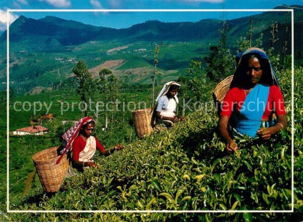 Sri Lanka Teeplarntage Teepflücke