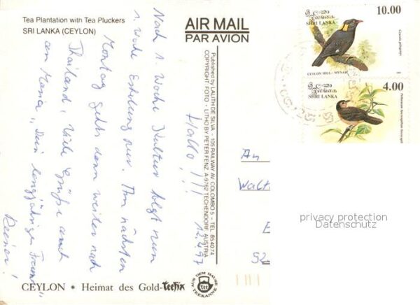 Sri Lanka Teeplarntage Teepflücke – Bild 2