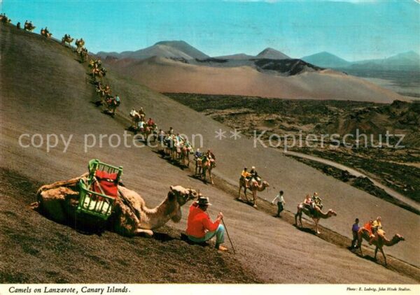 Lanzarote Kanarische Inseln Camels