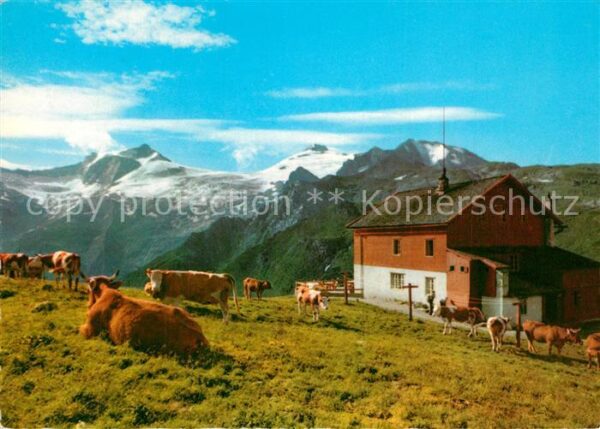 Hintertux Zillertal Tuxerjoch Haus Rinderherde