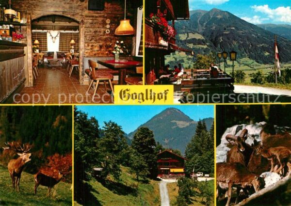 Fuegen Gasthaus Goglhof Wild Hirsch Gemsen Alp
