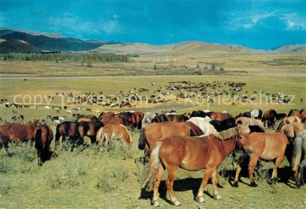 Aimak Mongolei Horses grazing on grass lands Pferdeher