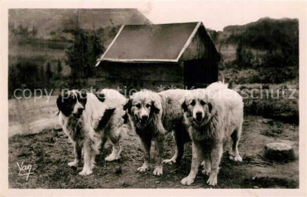 Hunde Chiens des Pyrenees
