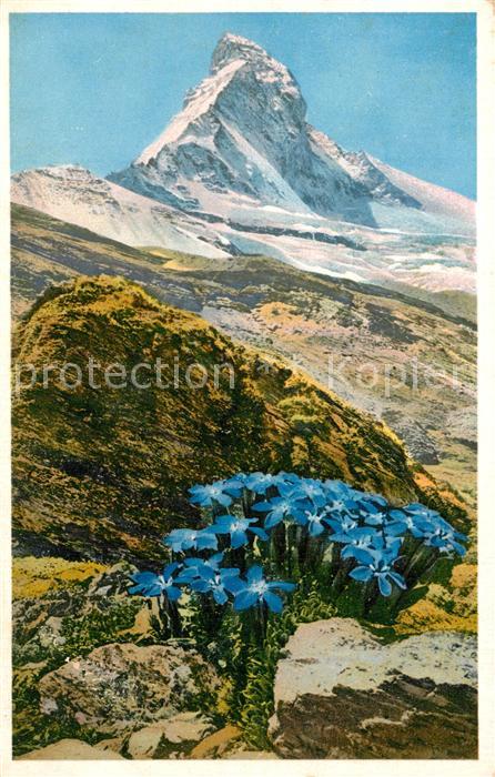 Blumen Bayrischer Enzian Matterhorn