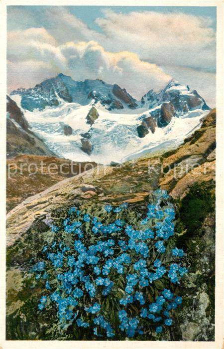Blumen Himmelsherold Engadin Berninagruppe