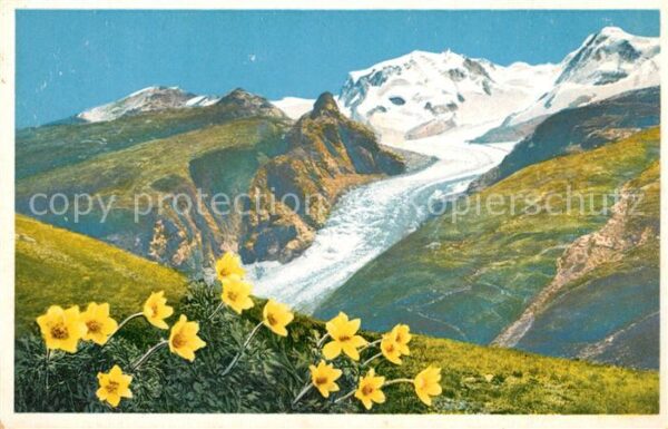 Blumen Gelbe Alpen-Anemonen Zermatt