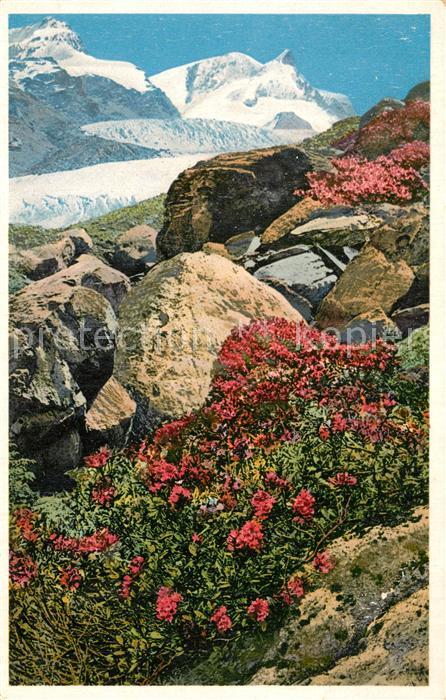 Blumen Rostfarbige Alpenrose Findelen-Gletsche