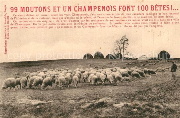 Schaeferei Landwirtschaft Moutons Champenois