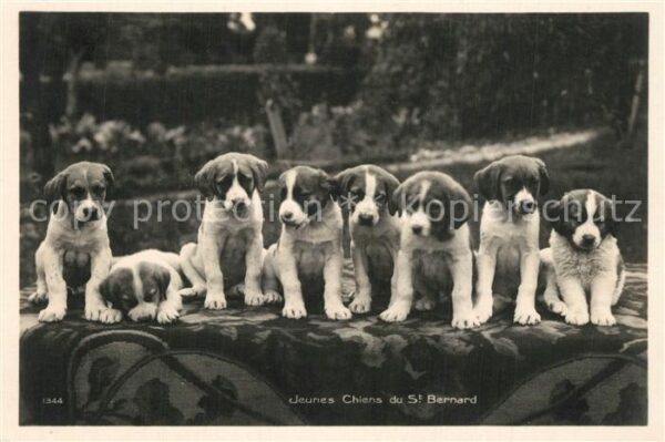 Hunde Jeunes Chiens du St. Bernard