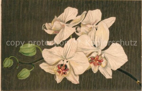 Blumen Phalaenopsis amabilis Botanischer Garte