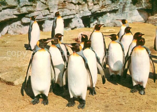 Hagenbeck Tierpark Hamburg-Stellingen K?nigspingu