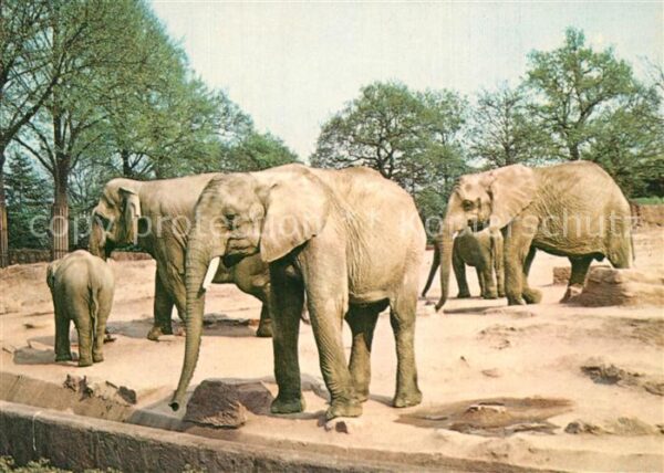 Hagenbeck Tierpark Hamburg-Stellingen Elefanten