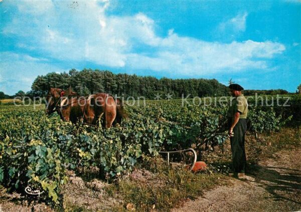 Landwirtschaft Medoc Entretien des Vignes