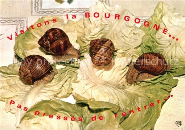 Tiere Schnecken Bourgogne