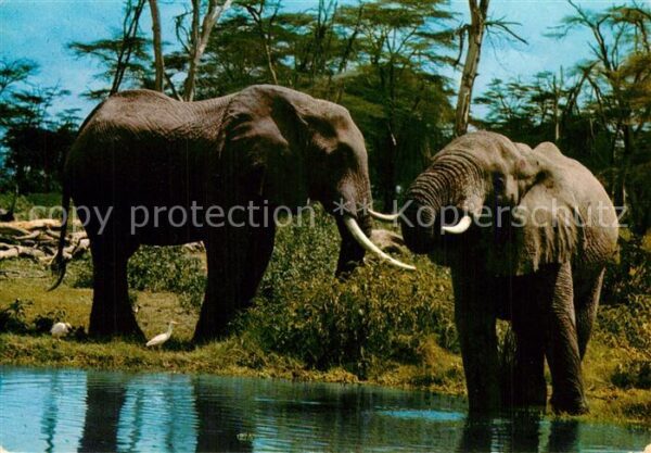 Elefant East Africa